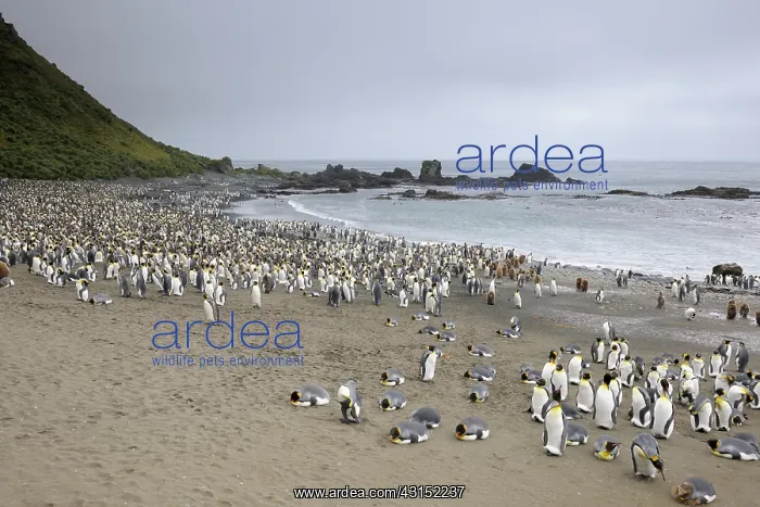 : King Penguin : King Penguin