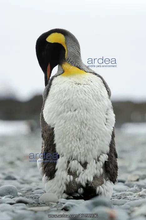 : King Penguin : King Penguin