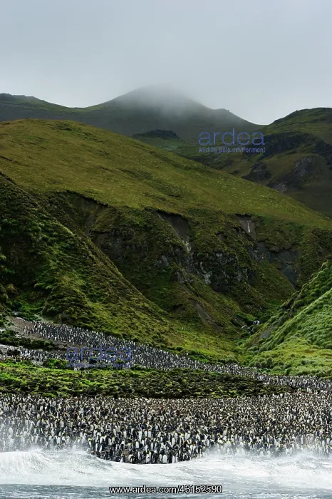 : King Penguin : King Penguin
