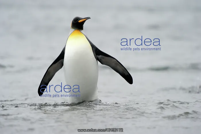 : King Penguin : King Penguin