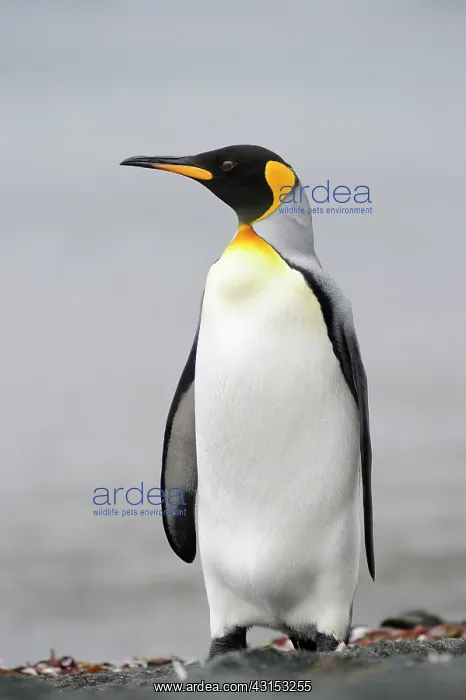 : King Penguin : King Penguin