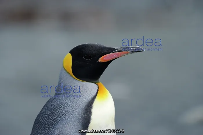 : King Penguin : King Penguin