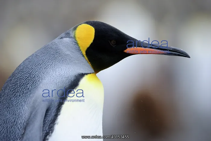 : King Penguin : King Penguin