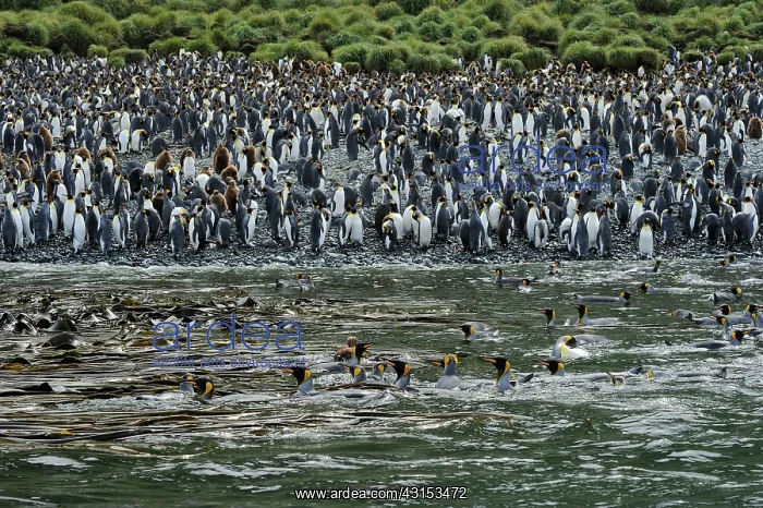 : King Penguin : King Penguin