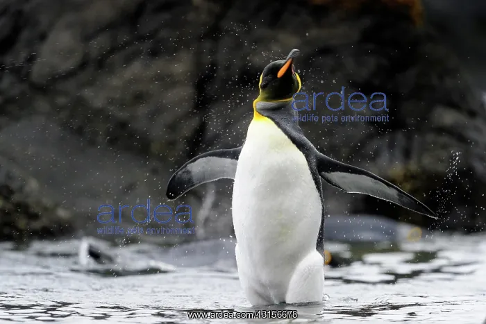 : King Penguin : King Penguin