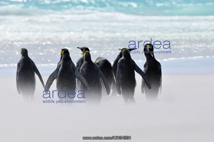  : King Penguin