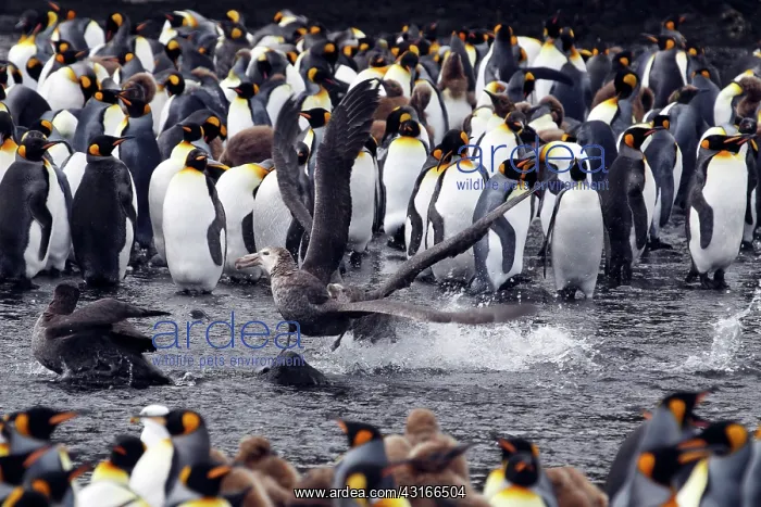 : King Penguin : King Penguin