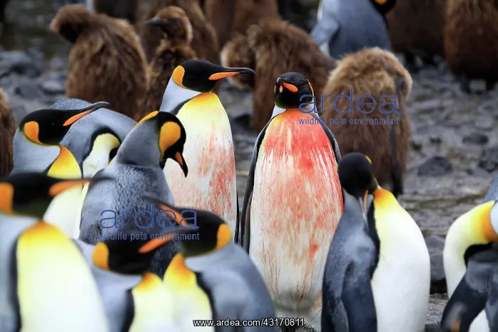: King Penguin : King Penguin