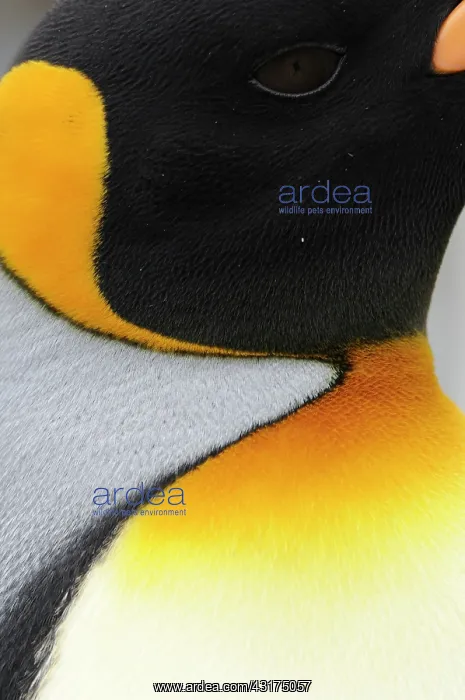 : King Penguin : King Penguin