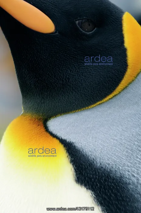 : King Penguin : King Penguin