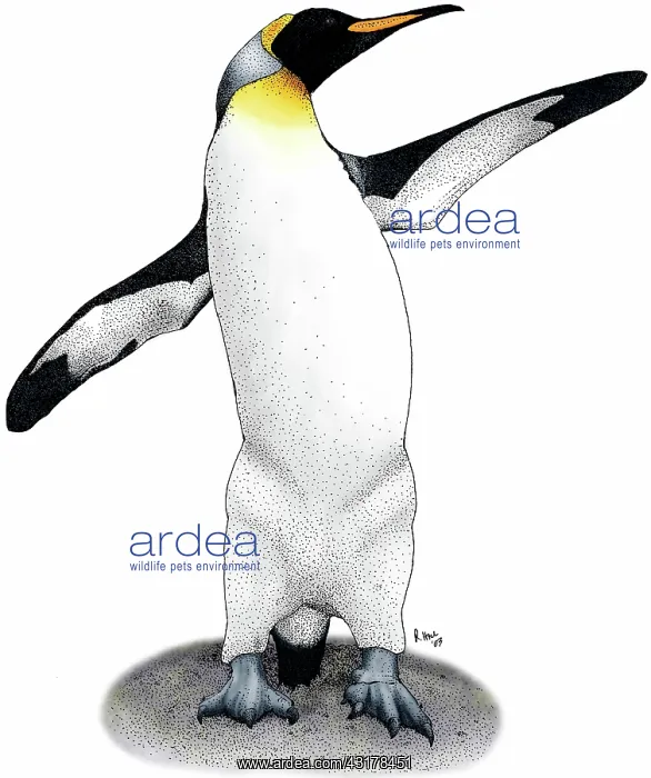: KIng Penguin : KIng Penguin