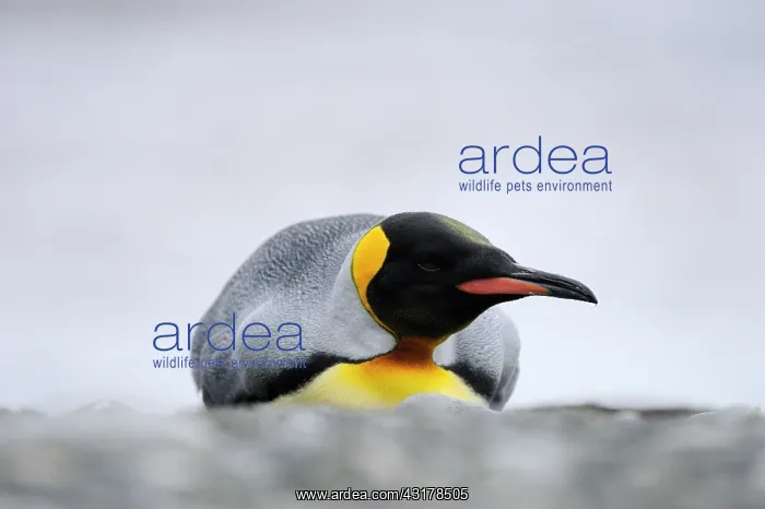  : King Penguin