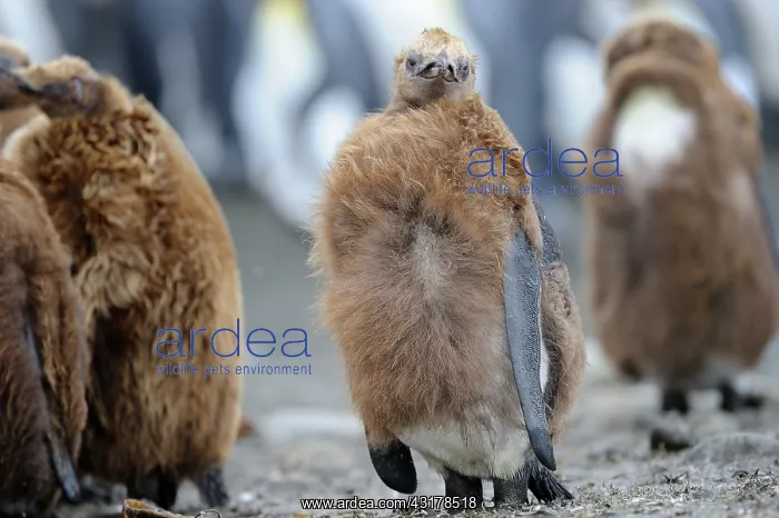 : King Penguin : King Penguin
