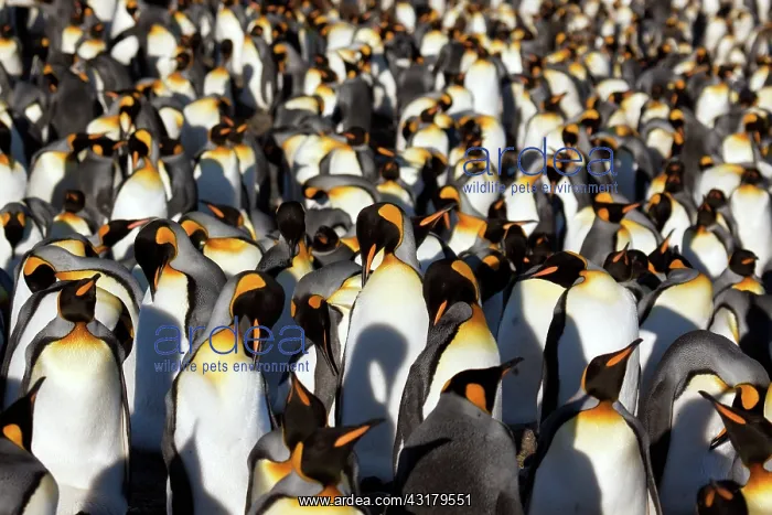 : King Penguin : King Penguin