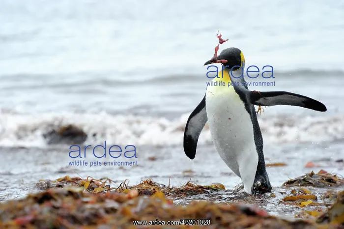: King Penguin : King Penguin
