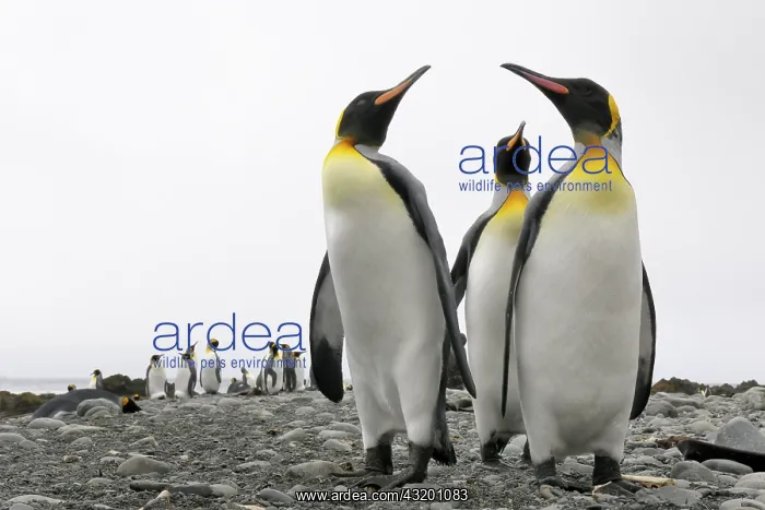 : King Penguin : King Penguin