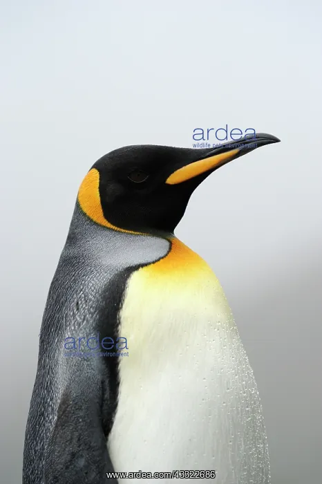 : King Penguin : King Penguin