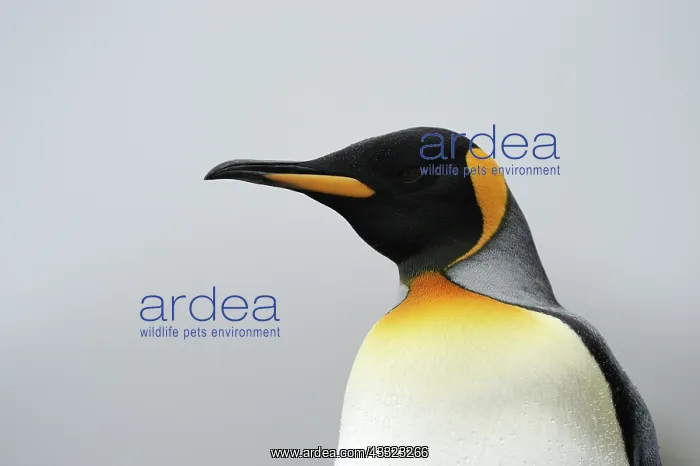 : King Penguin : King Penguin