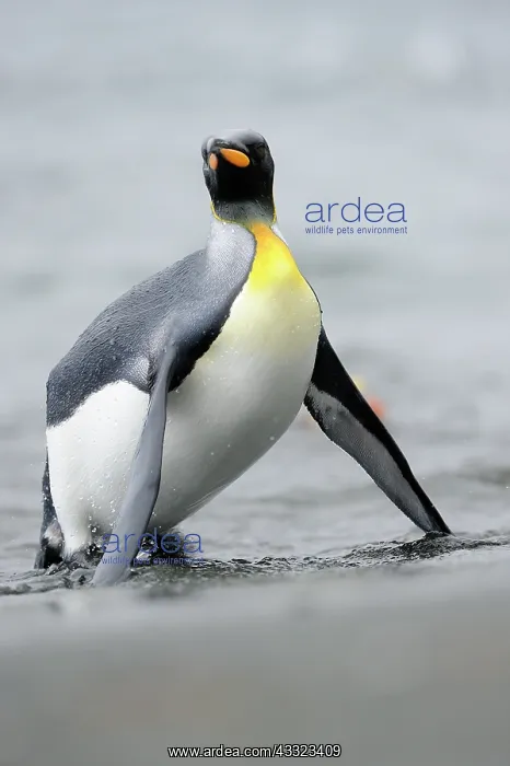 : King Penguin : King Penguin