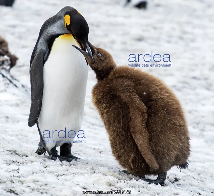 : King Penguin adult feeding chick : King Penguin adult feeding chick