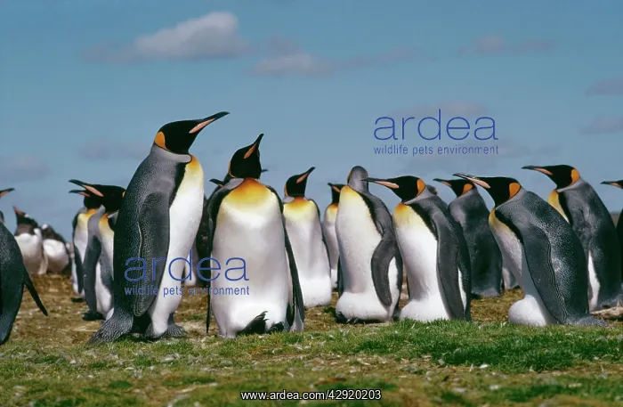 : King PENGUIN - adults in colony : King PENGUIN - adults in colony