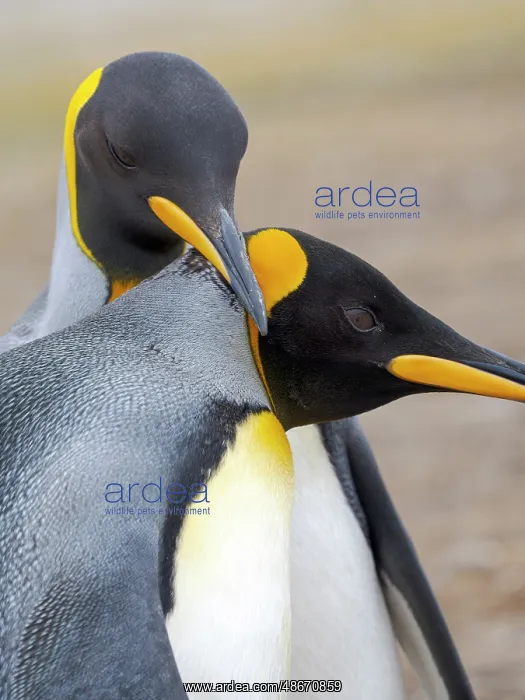 : King penguin adults courtship display. South America : King penguin adults courtship display. South America