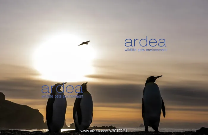 : King Penguin adults walking on the beach at dawn : King Penguin adults walking on the beach at dawn