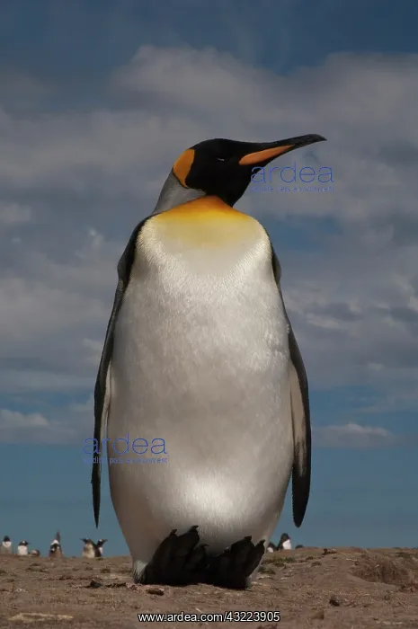 : King Penguin (Aptenodytes p. patagonica) : King Penguin (Aptenodytes p. patagonica)