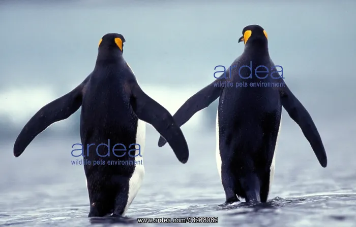 : King Penguin (aptenodytes) patagonica, Adults walking : King Penguin (aptenodytes) patagonica, Adults walking