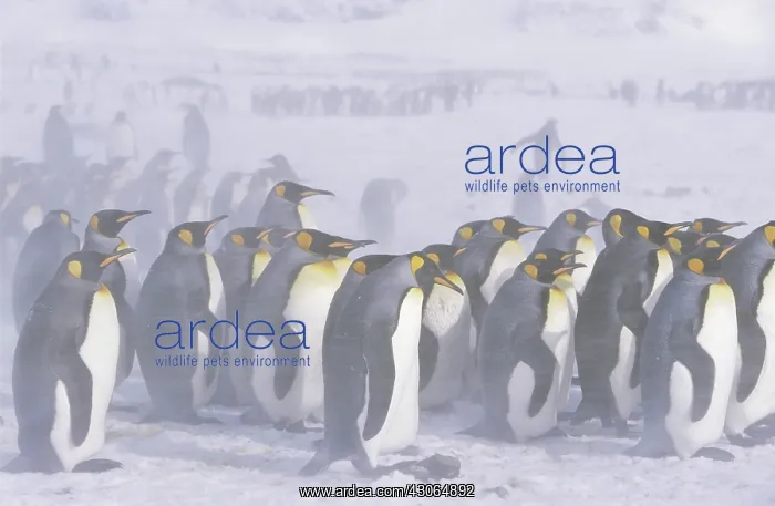 : King Penguin (Aptenodytes patagonica) colony : King Penguin (Aptenodytes patagonica) colony