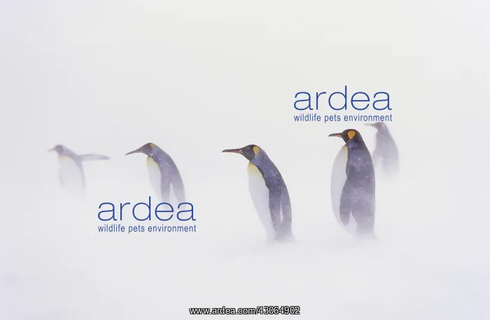 : King Penguin (Aptenodytes patagonica) colony : King Penguin (Aptenodytes patagonica) colony