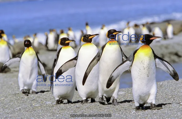 : King Penguin (Aptenodytes patagonica) group : King Penguin (Aptenodytes patagonica) group