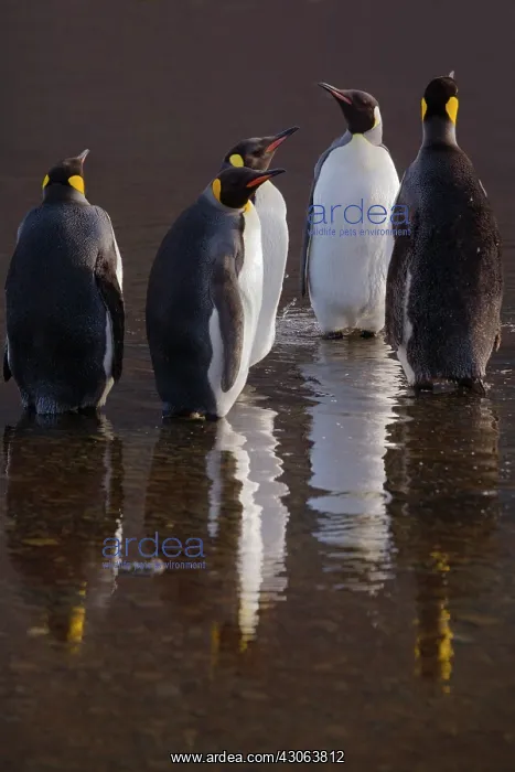 : King Penguin (Aptenodytes patagonicus) with : King Penguin (Aptenodytes patagonicus) with