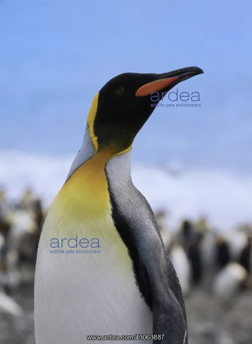 : King Penguin (Aptenodytes patagonicus) : King Penguin (Aptenodytes patagonicus)