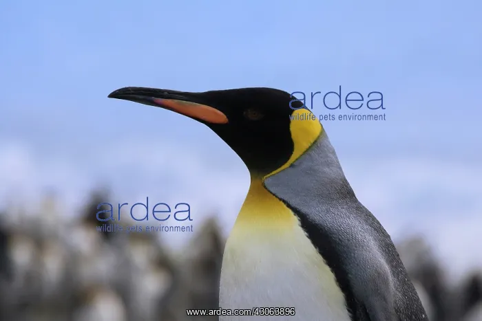 : King Penguin (Aptenodytes patagonicus) : King Penguin (Aptenodytes patagonicus)