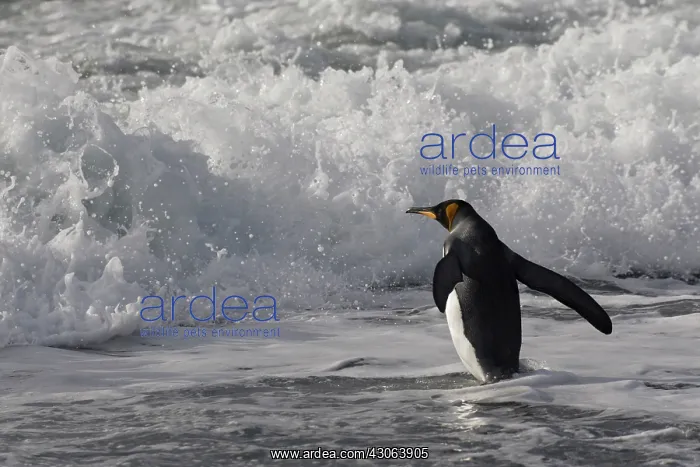 : King Penguin (Aptenodytes patagonicus) on : King Penguin (Aptenodytes patagonicus) on