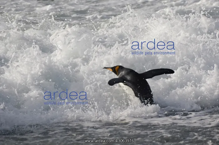  : King Penguin (Aptenodytes patagonicus) on