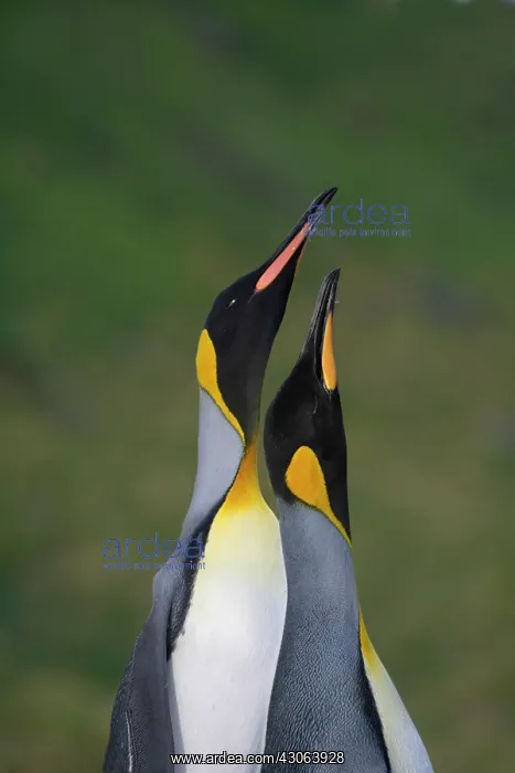 : King Penguin (Aptenodytes patagonicus) : King Penguin (Aptenodytes patagonicus)