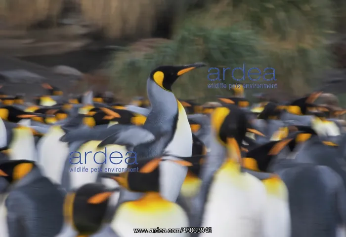 : King Penguin (Aptenodytes patagonicus) : King Penguin (Aptenodytes patagonicus)