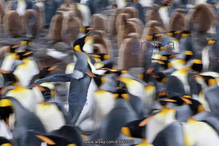 : King Penguin (Aptenodytes patagonicus) : King Penguin (Aptenodytes patagonicus)