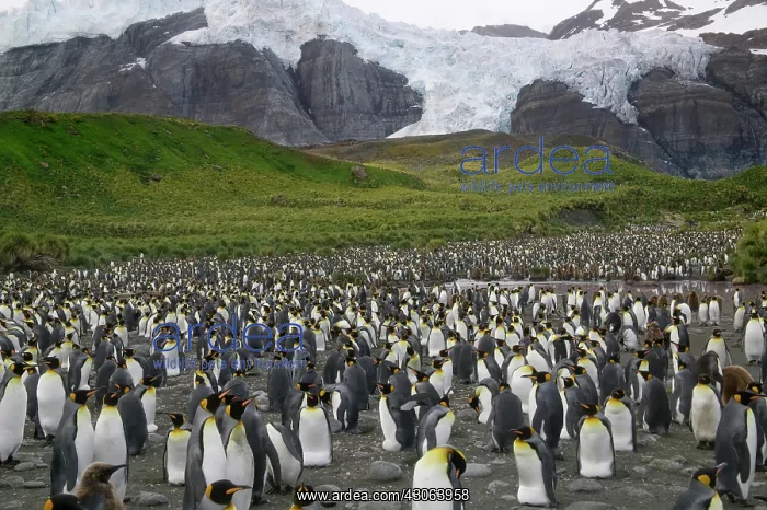: King Penguin (Aptenodytes patagonicus) : King Penguin (Aptenodytes patagonicus)