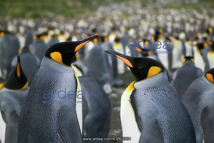 : King Penguin (Aptenodytes patagonicus) : King Penguin (Aptenodytes patagonicus)
