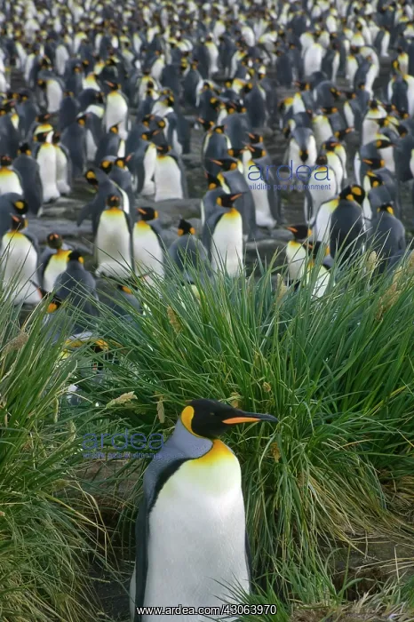 : King Penguin (Aptenodytes patagonicus) : King Penguin (Aptenodytes patagonicus)