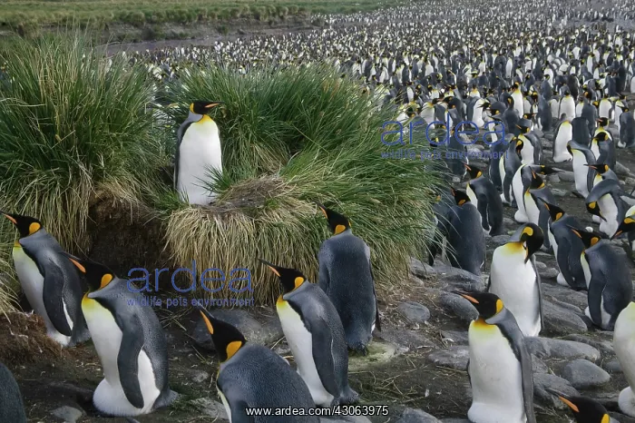 : King Penguin (Aptenodytes patagonicus) : King Penguin (Aptenodytes patagonicus)