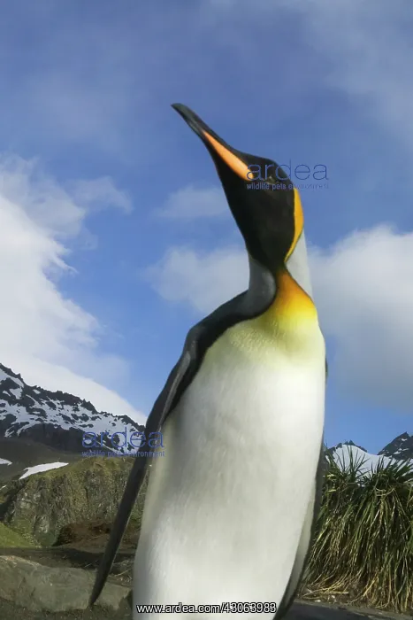  : King Penguin (Aptenodytes patagonicus)