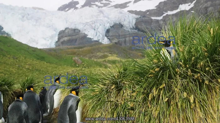 : King Penguin (Aptenodytes patagonicus) : King Penguin (Aptenodytes patagonicus)