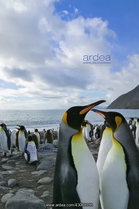  : King Penguin (Aptenodytes patagonicus)