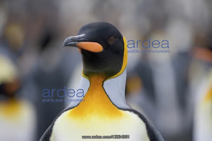 : King Penguin (Aptenodytes patagonicus) : King Penguin (Aptenodytes patagonicus)