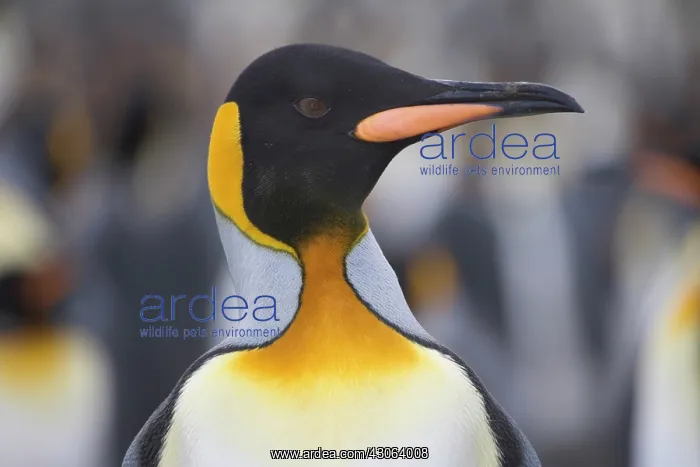: King Penguin (Aptenodytes patagonicus) : King Penguin (Aptenodytes patagonicus)
