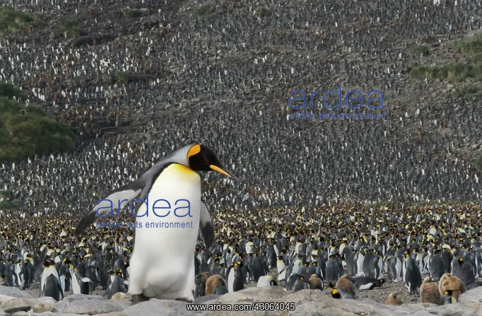 : King Penguin (Aptenodytes patagonicus) : King Penguin (Aptenodytes patagonicus)